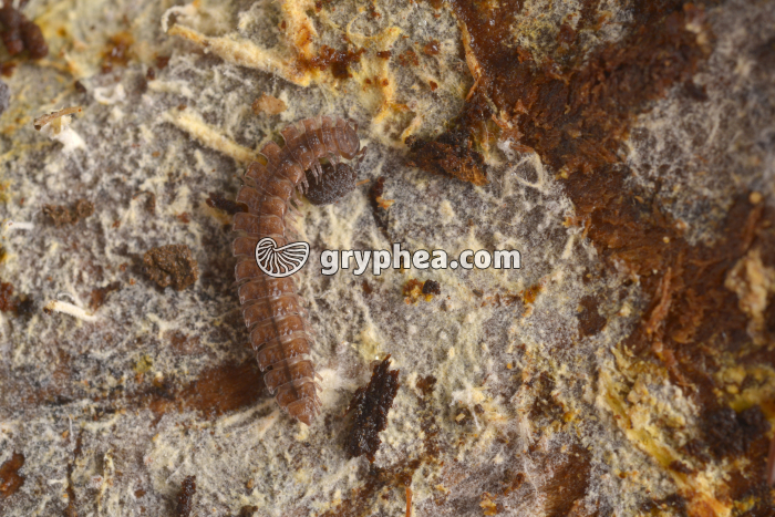 Polydesme (myriapode) - gryphea.org